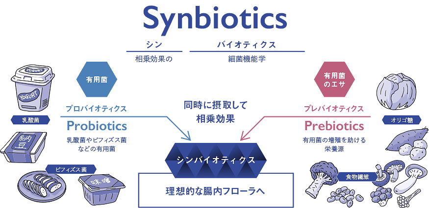 Synbiotics シン【相乗効果の】バイオティクス【細菌機能学】