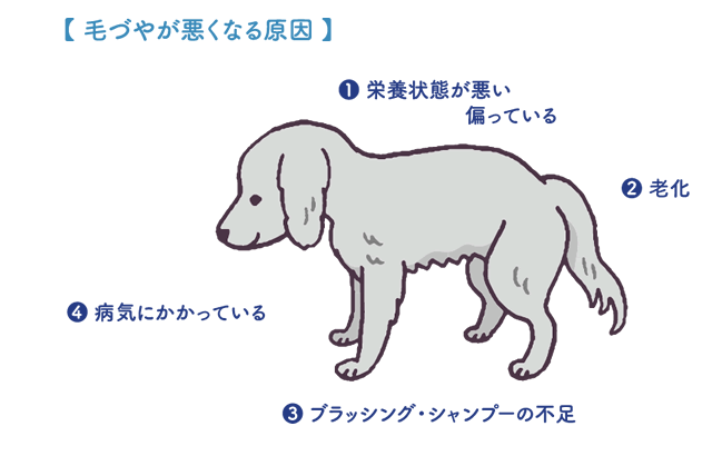 ワンちゃんの毛並み 毛づやが悪い原因とは 犬のお手入れ グルーミング トリミング 教えて犬ノート 犬のお悩みスッキリ解決