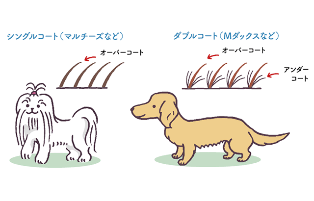 ワンちゃんの毛の種類とは 犬のお手入れ グルーミング トリミング 教えて犬ノート 犬のお悩みスッキリ解決