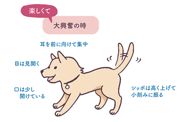 目 耳 表情 しっぽで見分ける犬の気持ち ボディランゲージ編 犬の生態と習性 教えて犬ノート 犬のお悩みスッキリ解決