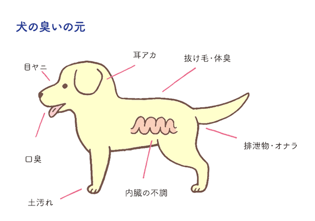 犬のニオイの原因って 犬のニオイ対策 教えて犬ノート 犬のお悩みスッキリ解決