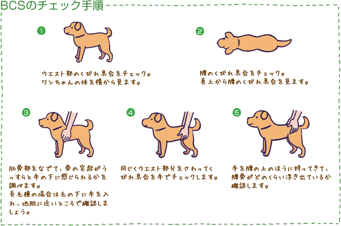 s ボディ コンディション スコア でワンちゃんの体型をチェックしよう 犬の肥満と体型管理 教えて犬ノート 犬のお悩みスッキリ解決