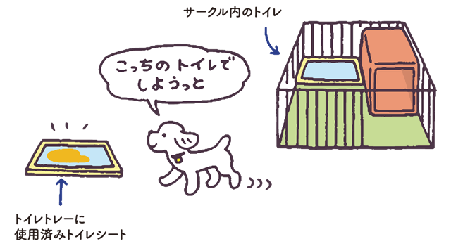 の しつけ トイレ 子犬