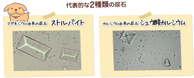 成分が結晶化した 尿石 は主に2種類 その成分は 犬の下部尿路疾患 ｃ ｌ ｕ ｔ ｄ って 教えて犬ノート 犬のお悩みスッキリ解決