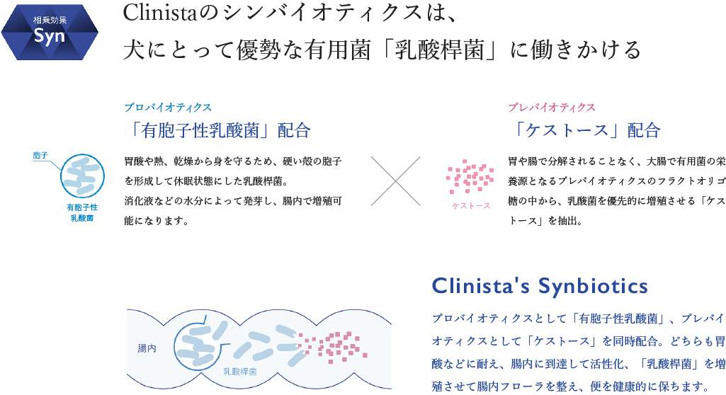 Clinistaのシンバイオティクスは、犬にとって優勢な有用菌「乳酸桿菌」に働きかける。プロバイオティクス「有胞子性乳酸菌」配合。胃酸や熱、乾燥から身を守るため、硬い殻の胞子を形成して休眠状態にした乳酸桿菌。消化液などの水分によって発芽し、腸内で増殖可能になります。プレバイオティクス「ケストース」配合。胃や腸で分解されることなく、大腸で有用菌の栄養源となるプレバイオティクスのフラクトオリゴ糖の中から、乳酸菌を優先的に増殖させる「ケストース」を抽出。Clinista's Synbioticsプロバイオティクスとして「有胞子性乳酸菌」、プレバイオティクスとして「ケストース」を同時配合。どちらも胃酸などに耐え、腸内に到達して活性化、「乳酸桿菌」を増殖させて腸内フローラを整え、便を健康的に保ちます。