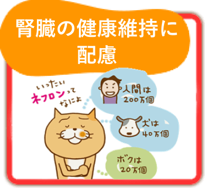 腎臓の健康維持に配慮
