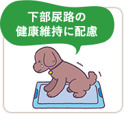 下部尿路の健康維持に配慮
