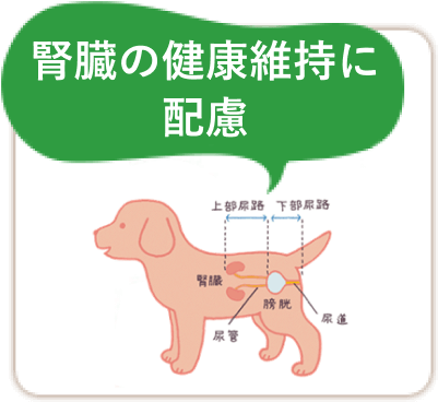 腎臓の健康維持に配慮