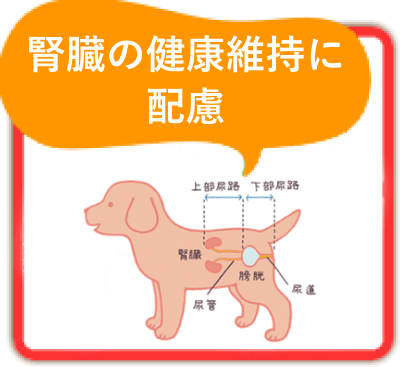 腎臓の健康維持に配慮