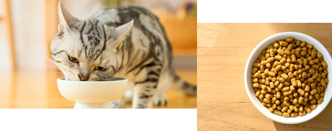 ドクターズケアCare｜Dr.'s（ドクターズ）| ペットライン