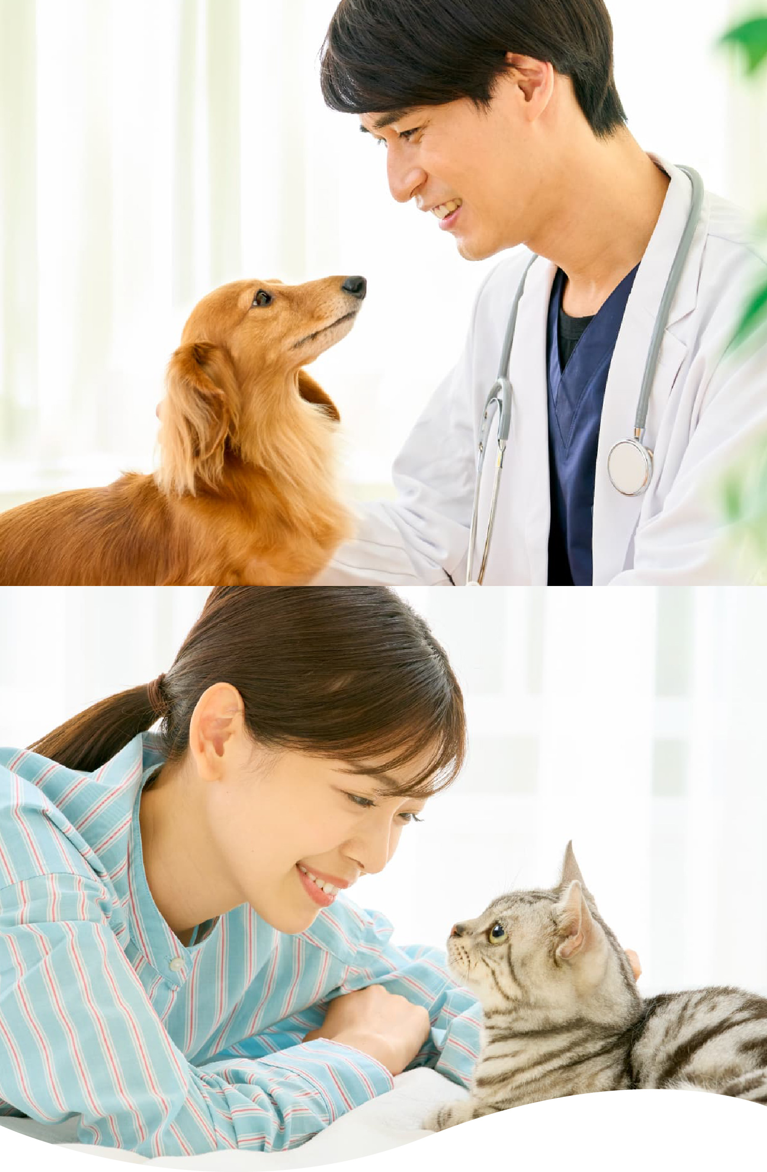 ドクターズダイエット 猫用キティ(800g): 猫用製品一覧