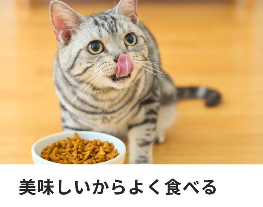 猫用腎臓ケアフード/キドニーケア1.5kg/チキンテイスト