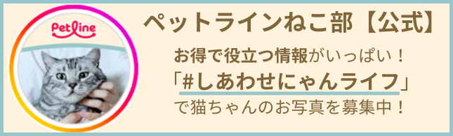 インスタグラムねこ部アカウント