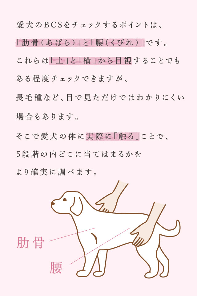 愛犬のBCSをチェックするポイントは、「肋骨（あばら）」と「腰（くびれ）」です。これらは「上」と「横」から目視することでもある程度チェックできますが、長毛種など、目で見ただけではわかりにくい場合もあります。そこで愛犬の体に実際に「触る」ことで、5段階の内どこに当てはまるかをより確実に調べます。