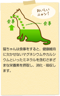 猫ちゃんは食事をすると、健康維持に欠かせないマグネシウムやカルシウムといったミネラルを含むさまざまな栄養素を摂取し、消化・吸収します。