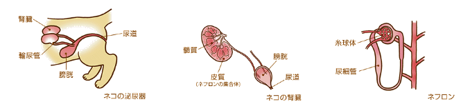 腎臓ってどんな働きをしてるの?(1/5) - 猫の腎臓病|教えて猫
