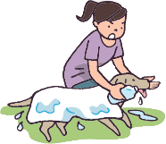 熱中症にかかってしまったら どうする 犬の暑さ対策 教えて犬ノート ペットライン