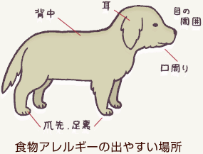 犬にもアレルギーはあるの 犬のアレルギーとは 教えて犬ノート ペットライン