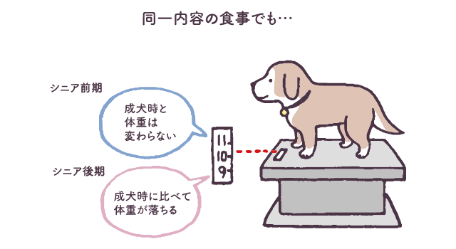 ごはんを食べない 食べる量が減った 老犬の食欲不振の原因とは 愛犬の老化と向き合う 教えて犬ノート ペットライン